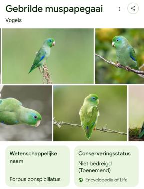 Forpus conspicillatus/forpus oogring