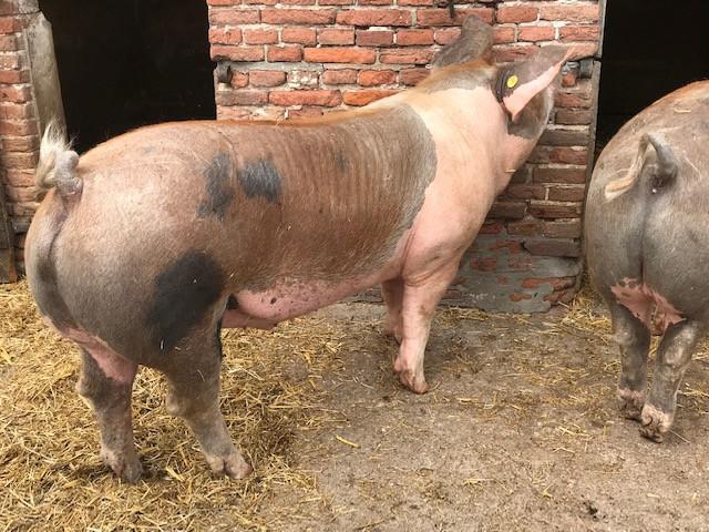 Varkensvlees