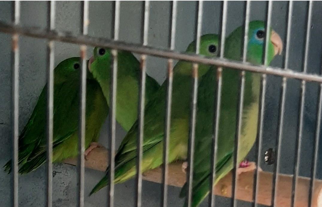 Forpus conspicillatus/forpus oogring