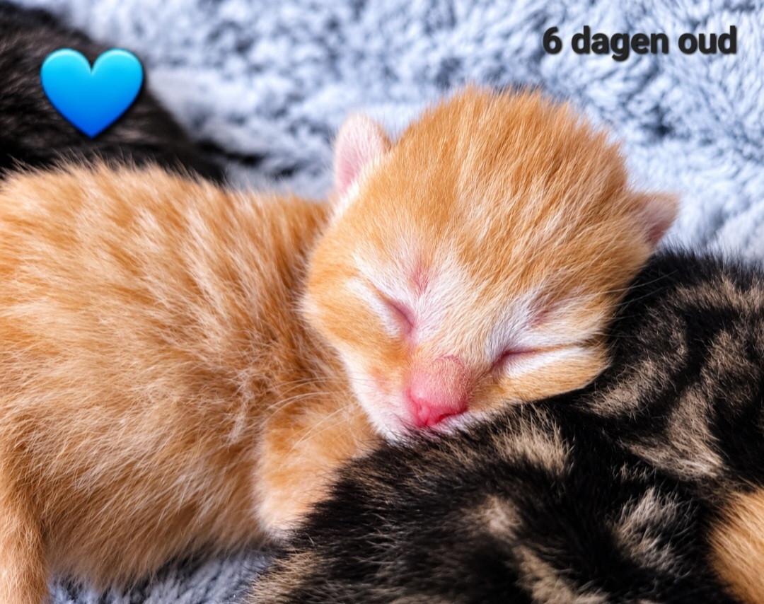 Allemaal gereserveerd