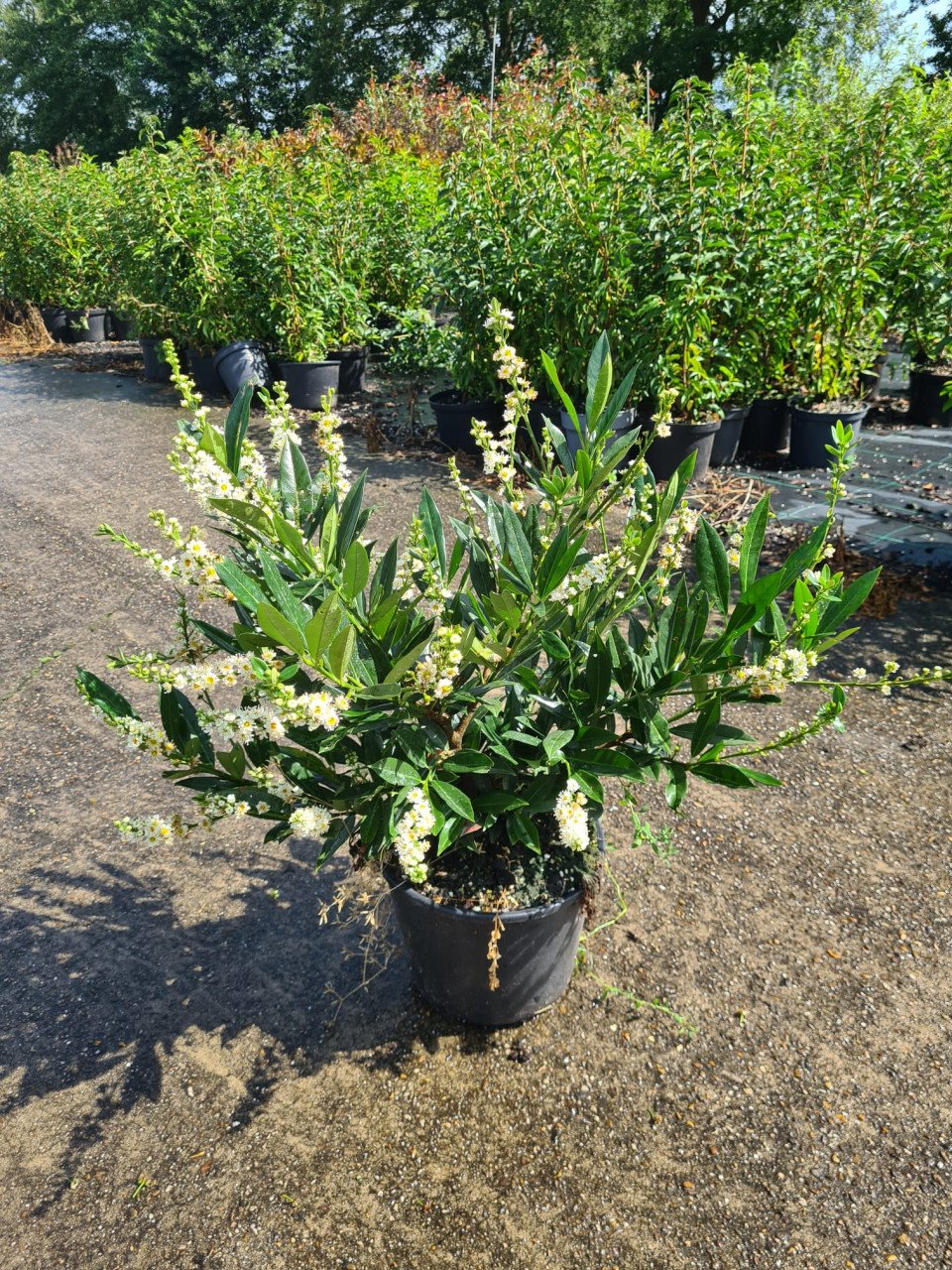 Prunus Otto Luijken laurierkers