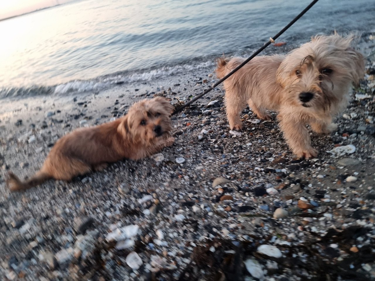 2 pups reutjes moeder Maltezer vader Yorkshire Terrier GEZOND SPEELS LIEF