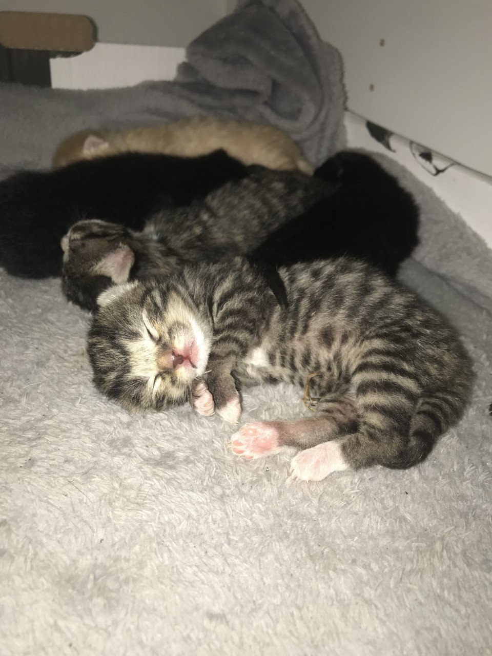 Kitten / Kittens zoeken gouden mandje! ❤️