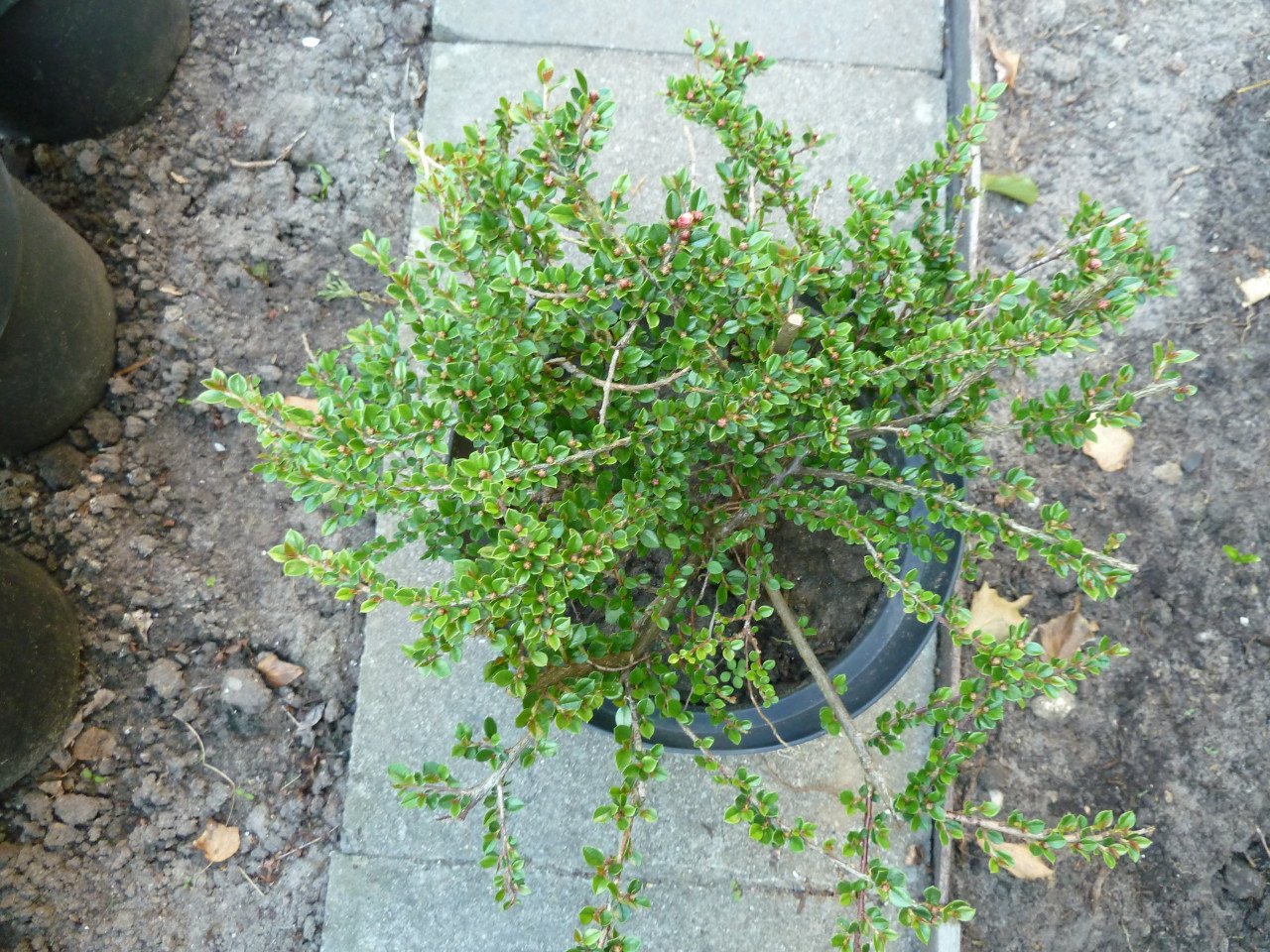 VASTE PLANTEN EN BODEMBEDEKKERS
