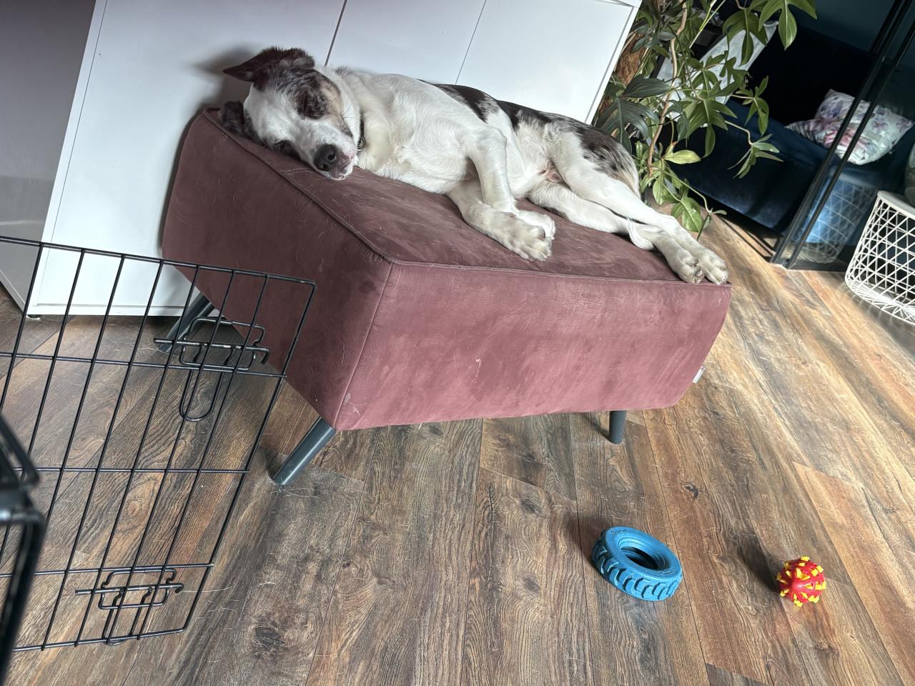 Baasje gezocht voor onze lieverd