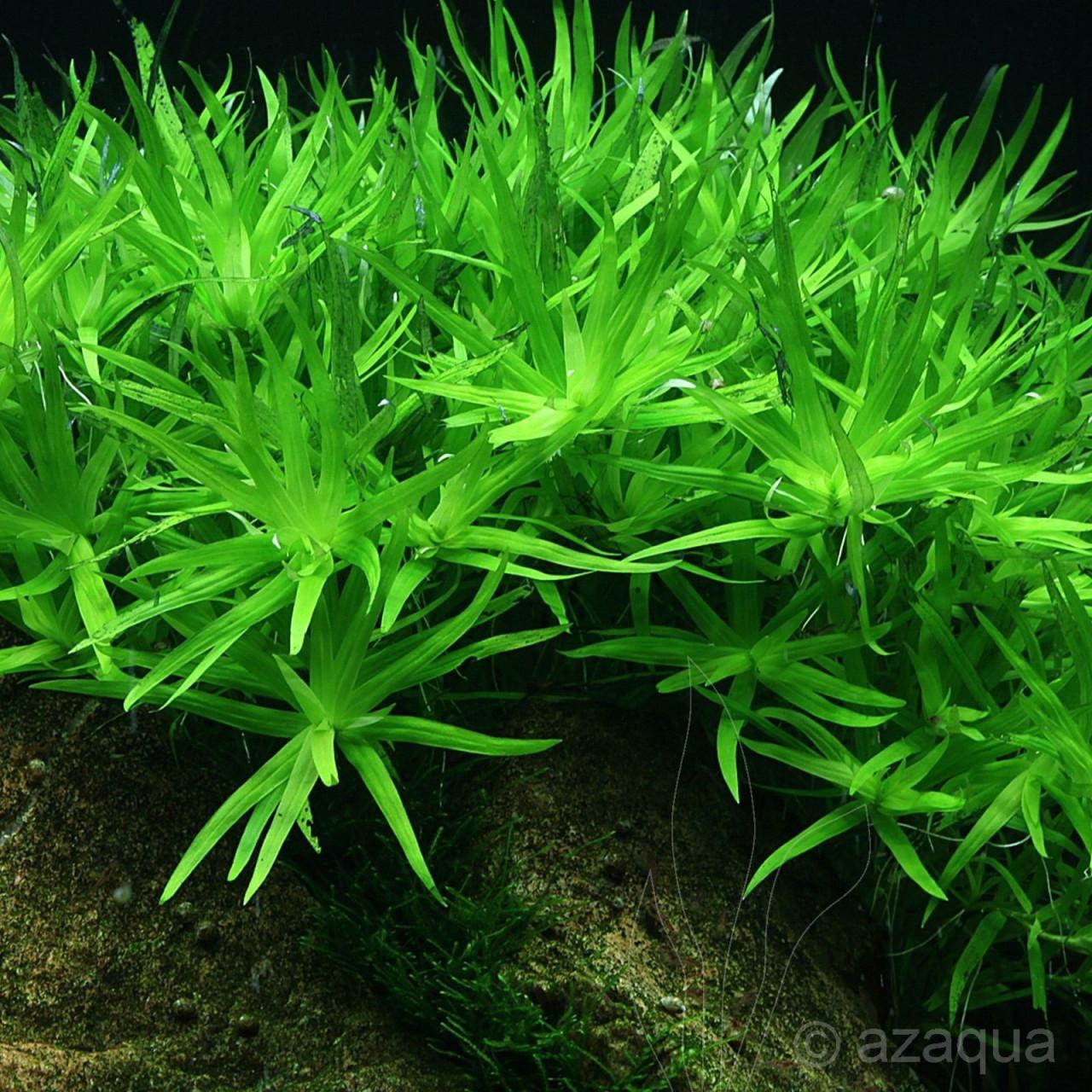 Aquariumplanten