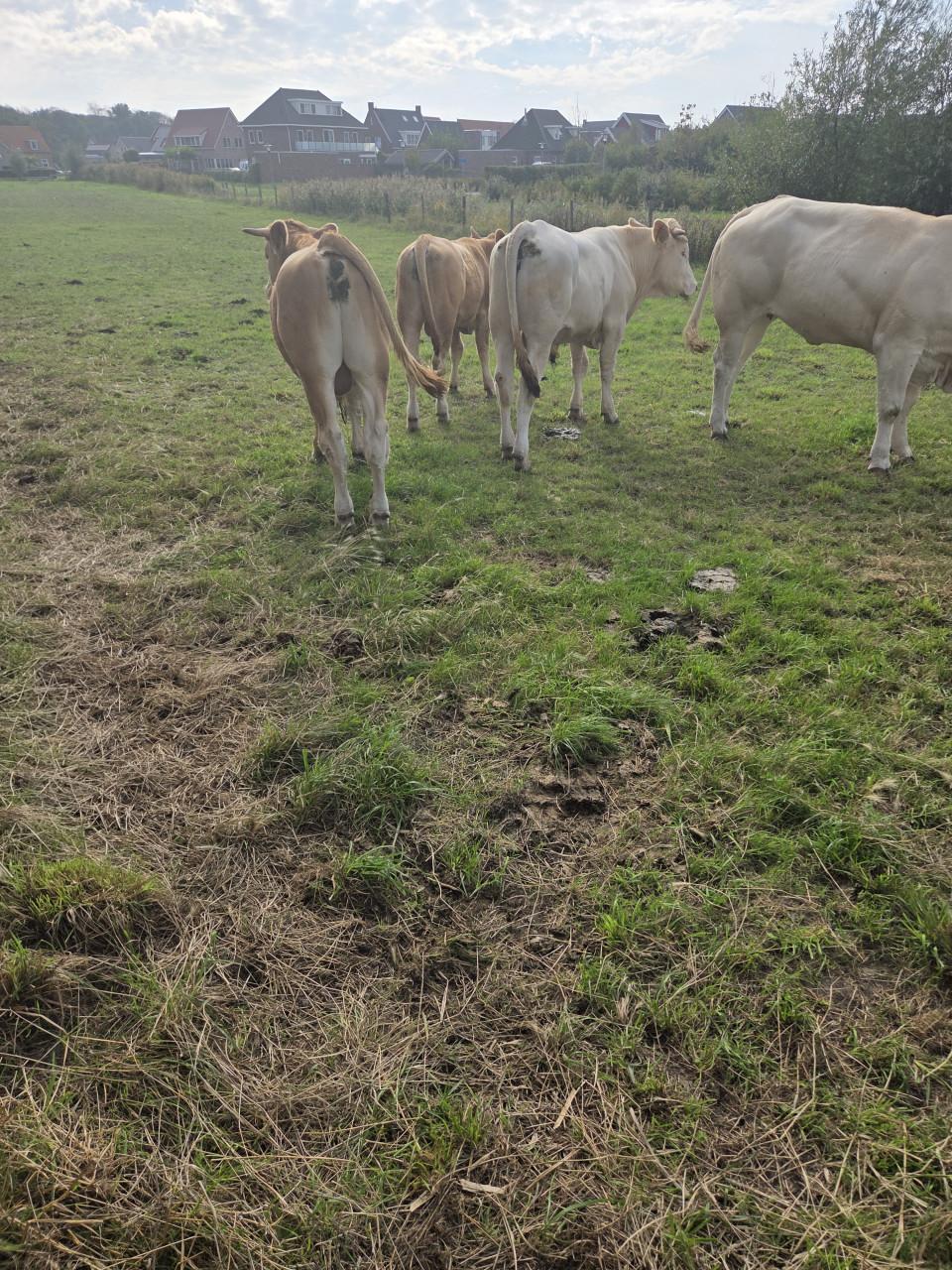 Blonde Aquitaine vee