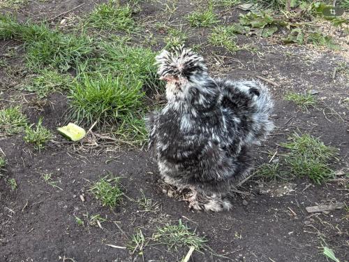 Broedeieren zijdehoen