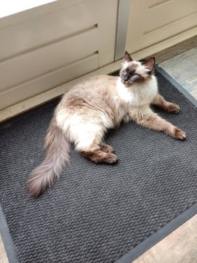 Super lieve Ragdoll poes met mooie blauwe ogen