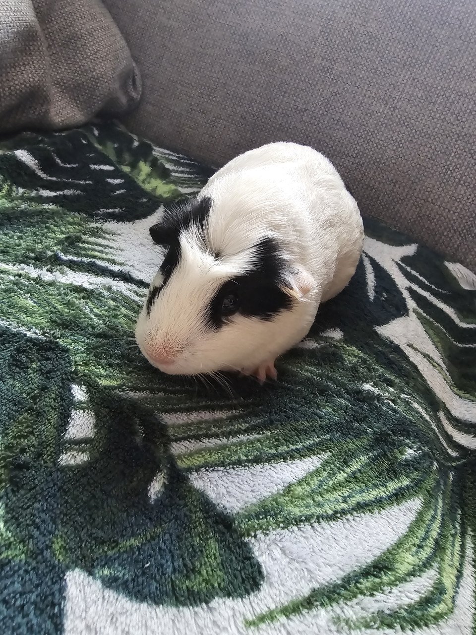 Cavia