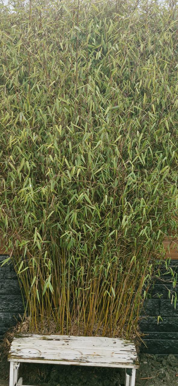 Mooie Bamboe .. 2 meter hoog