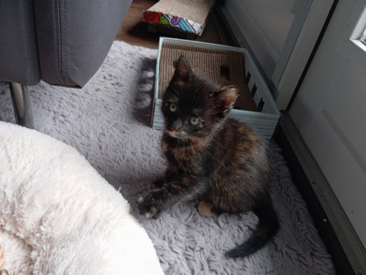 Kitten