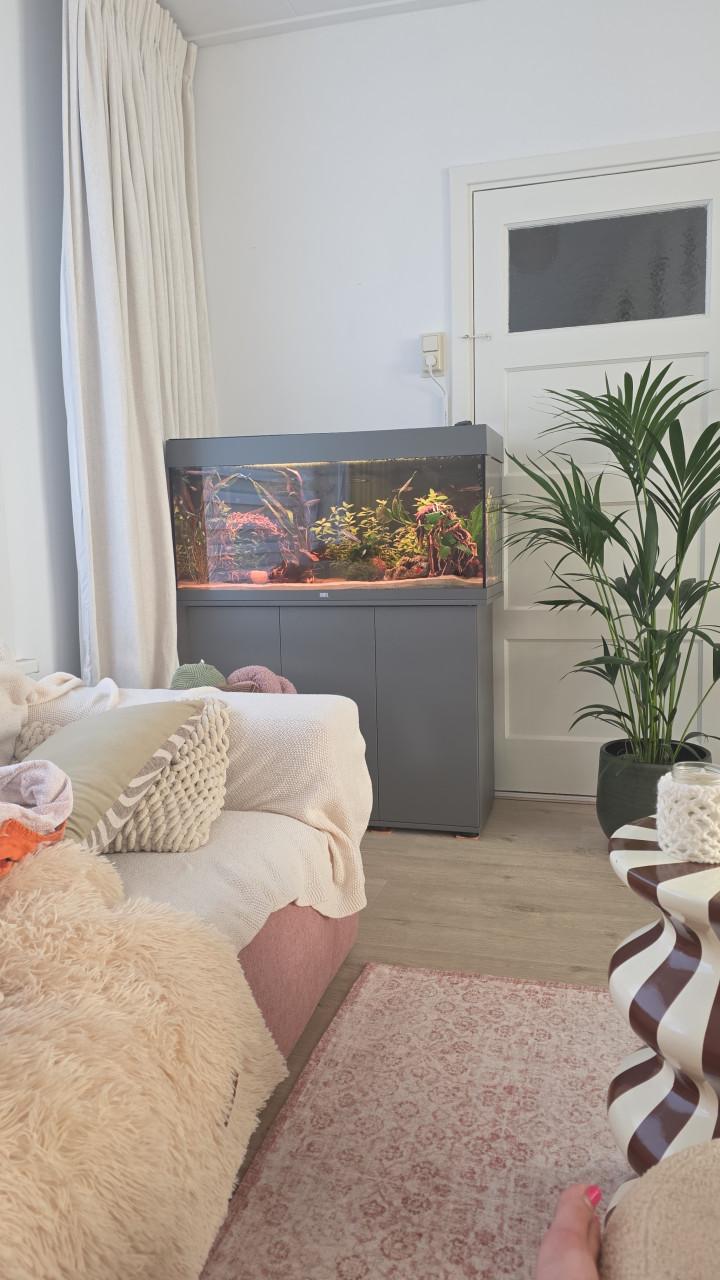 Zgan juwel 180 grijs met eheim pomp en chichiroslamp!