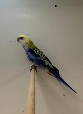 1-0 bleekkop rosella
