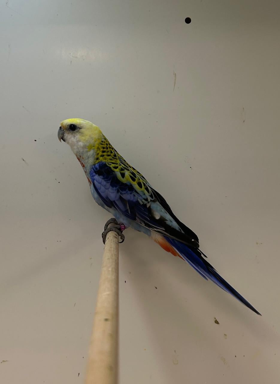 1-0 bleekkop rosella