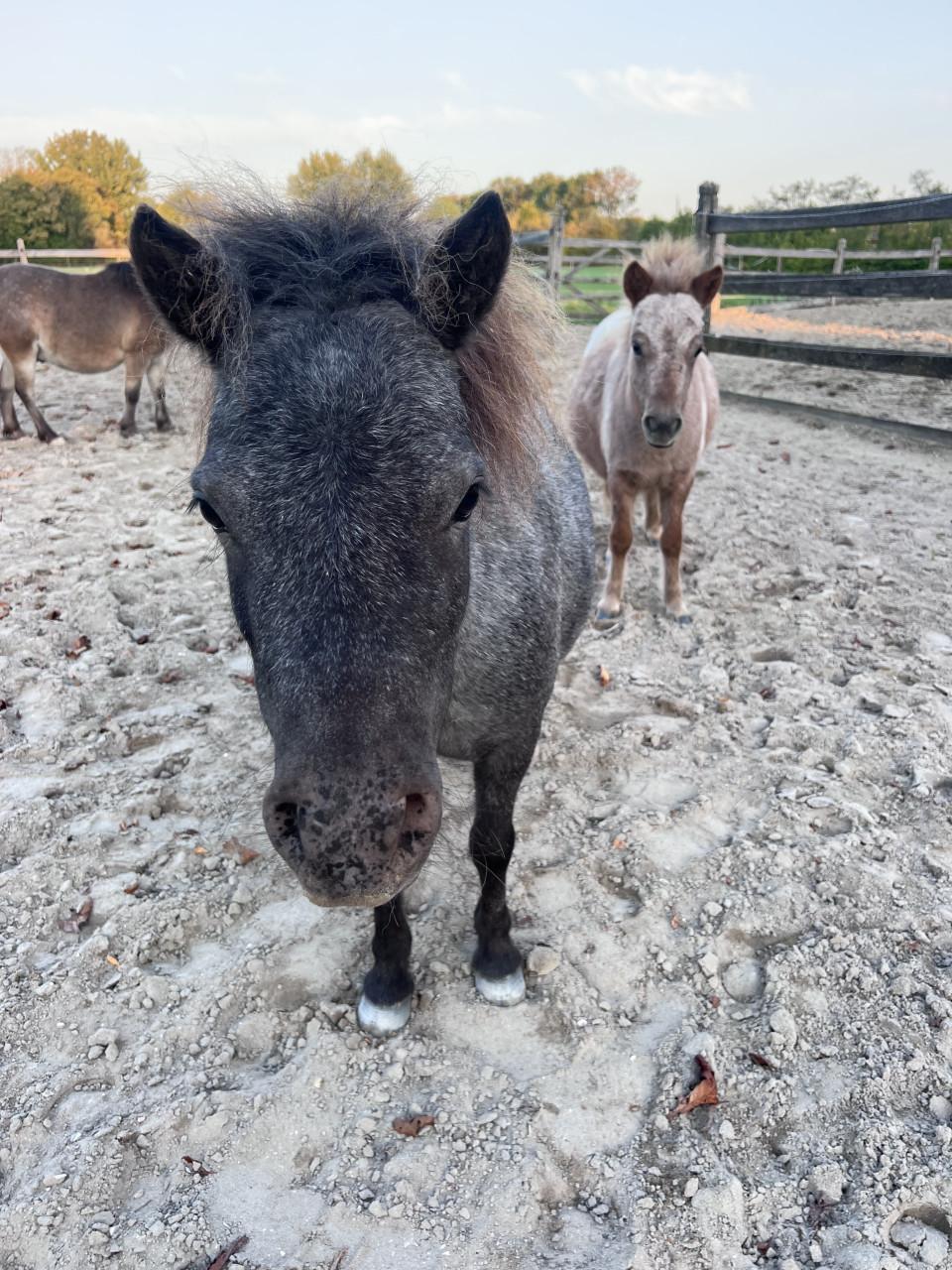 Gezocht: Een fijne en betrouwbare verzorger voor onze mini-paardjes