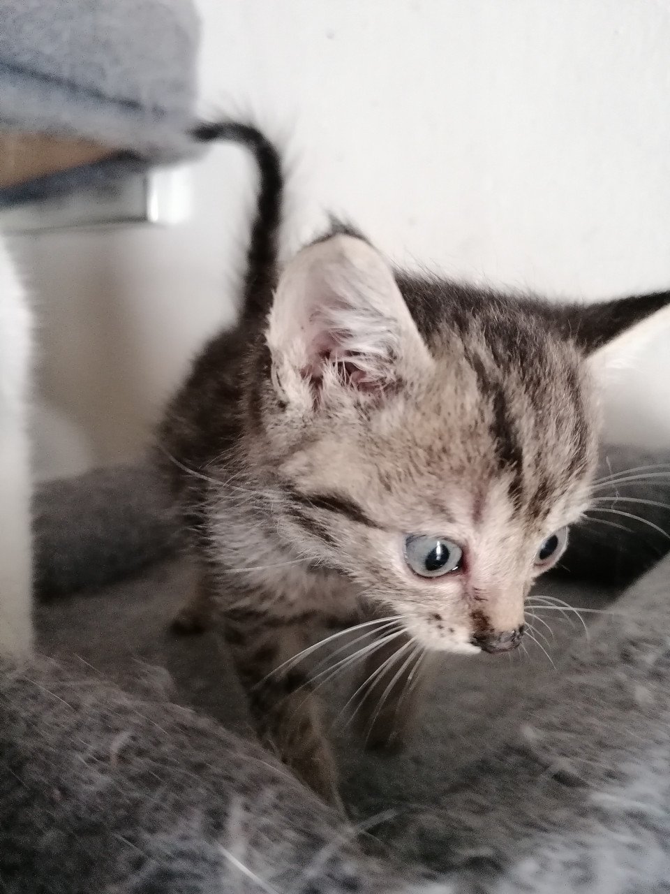 5 kittens