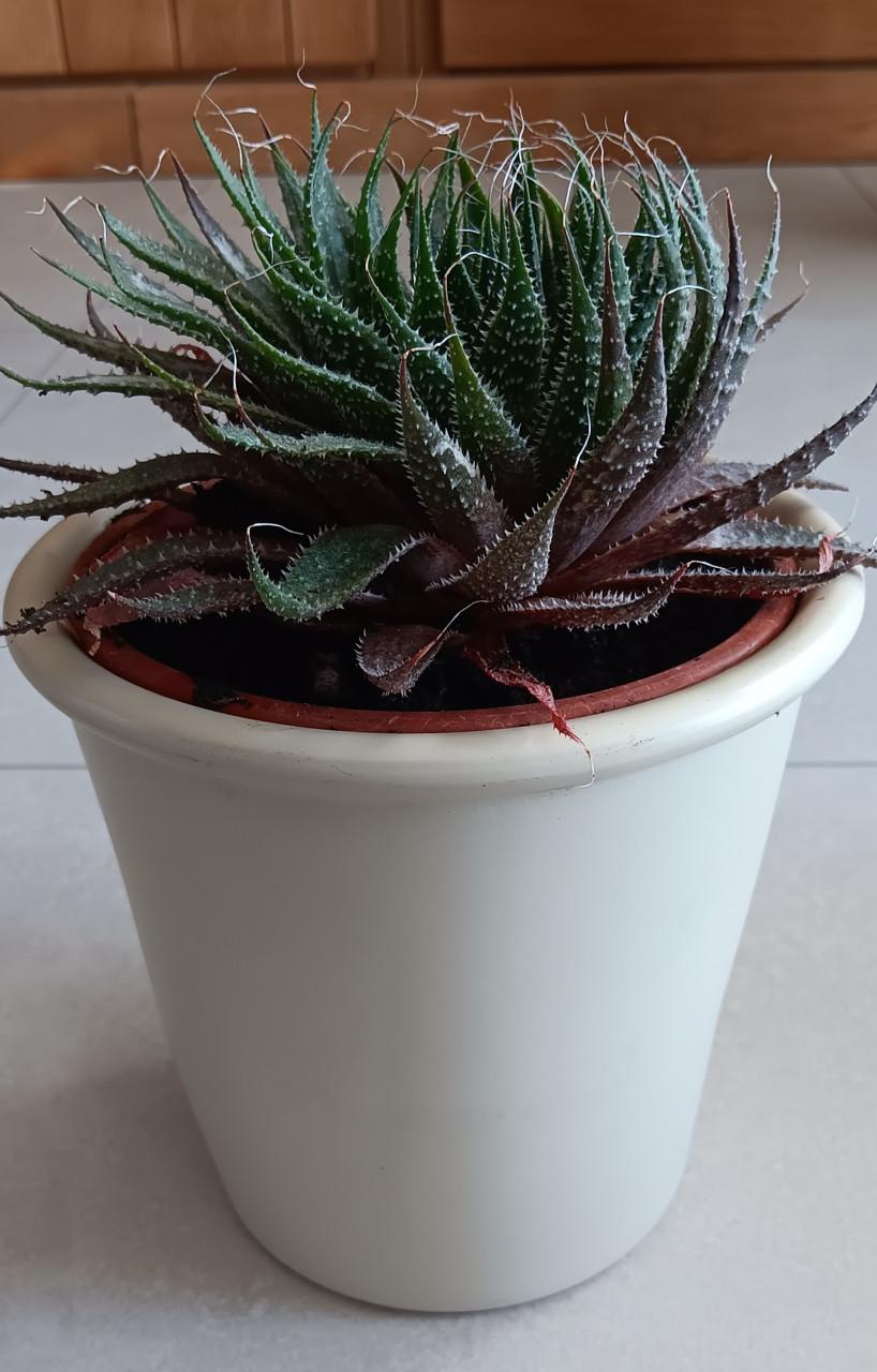 MOOIE VETPLANT (incl. bloempot)