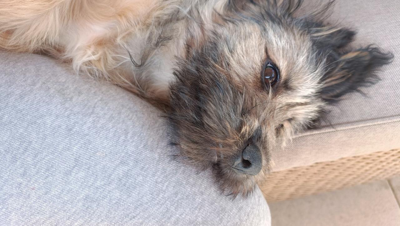 Lieve sociale fluffy pup 6mnd teefje