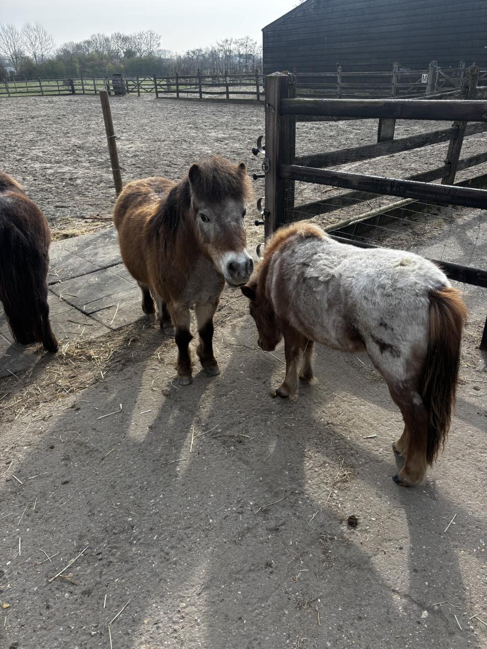 Verzorger gezocht voor mini pony’s 🐴