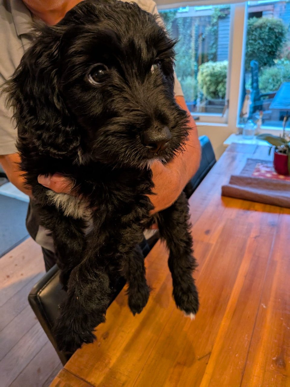 Kruising Labradoodle met Tibetaanse Terriër pup