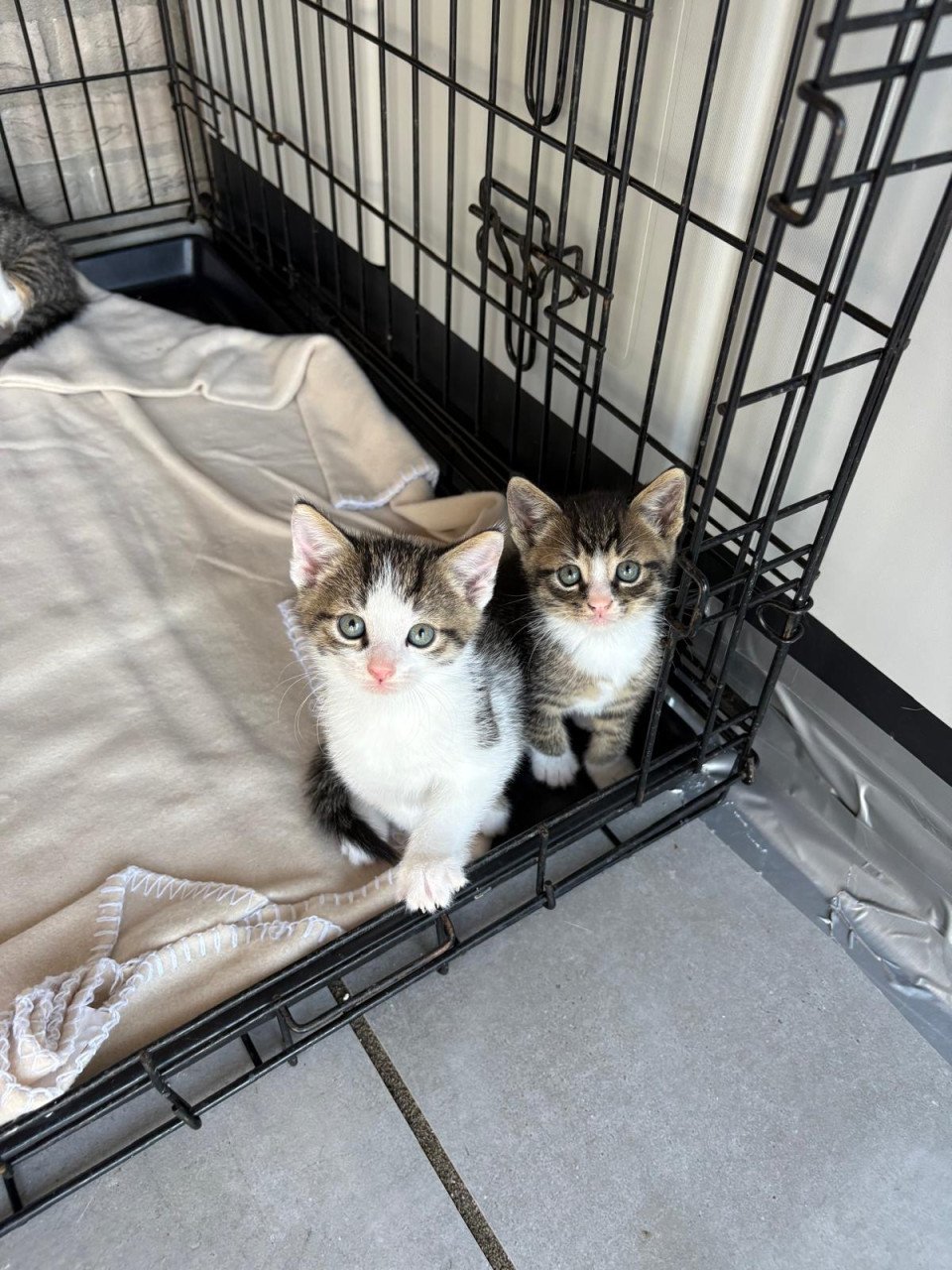Kittens