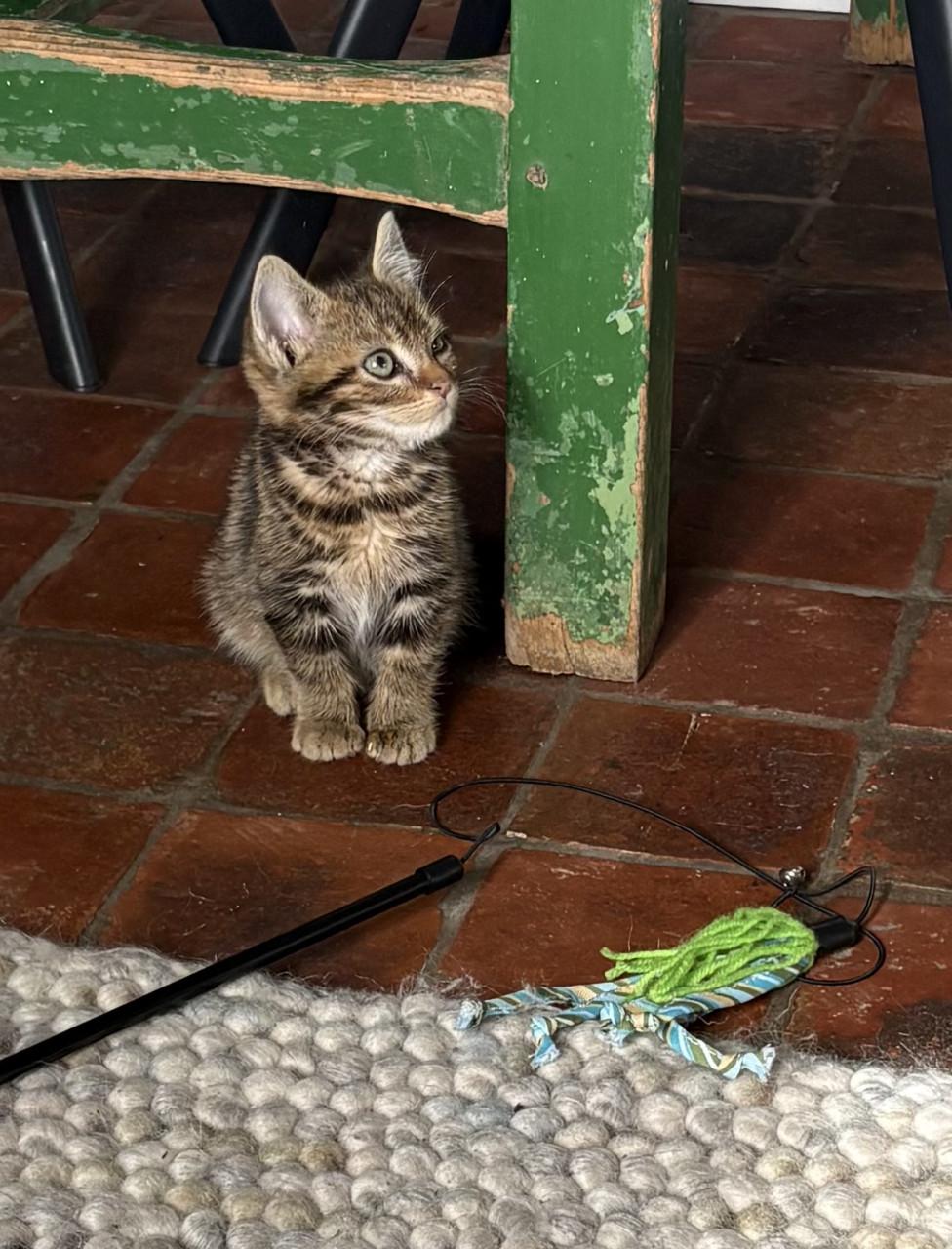 Schattig kitten