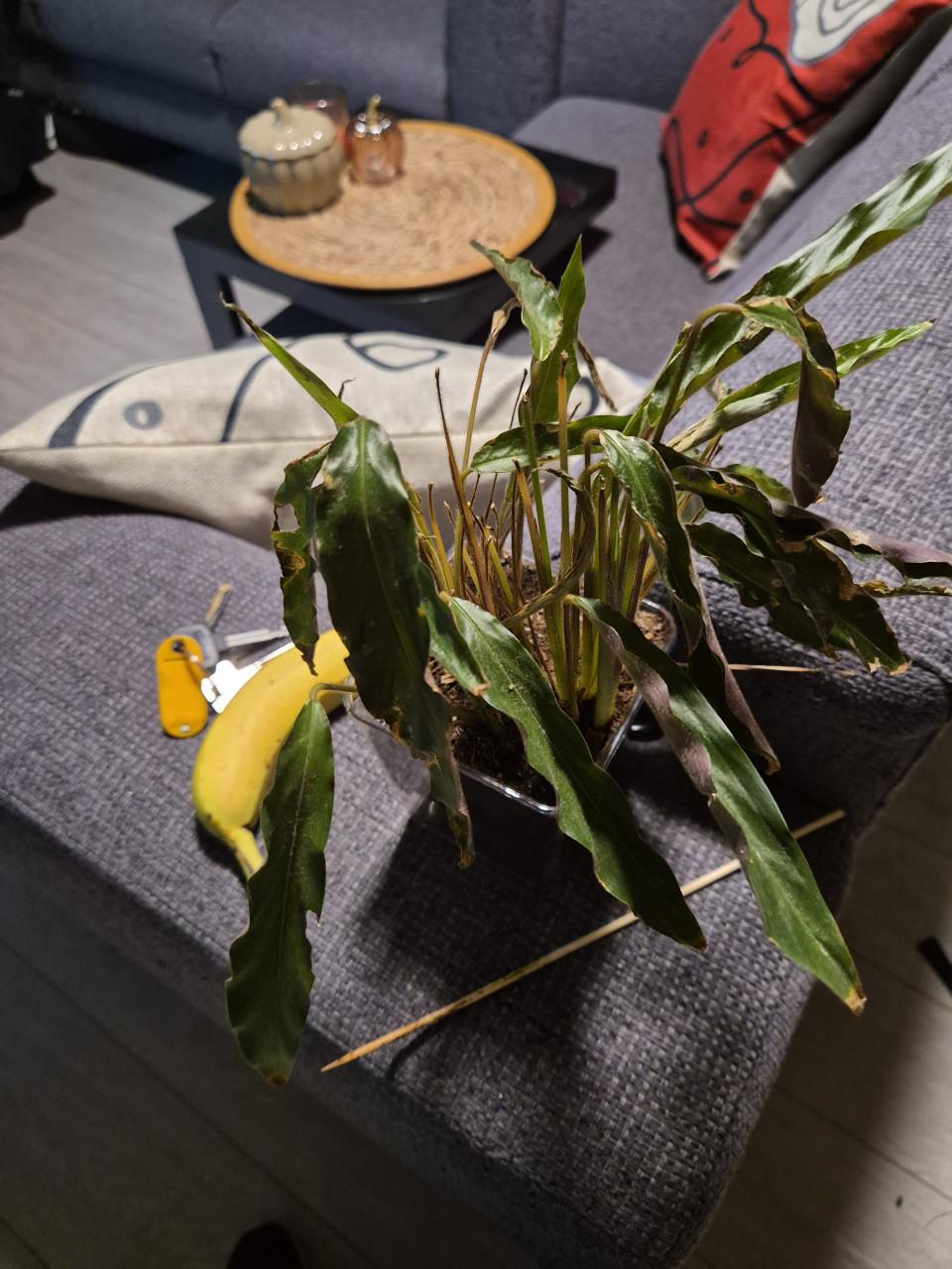 Plantjes