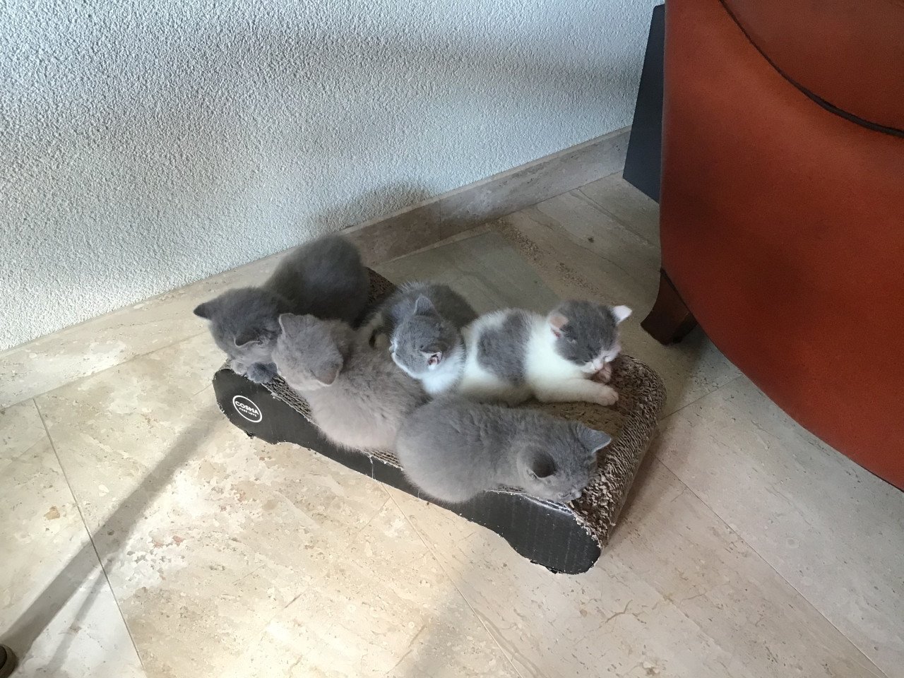 Brits Korthaar kittens