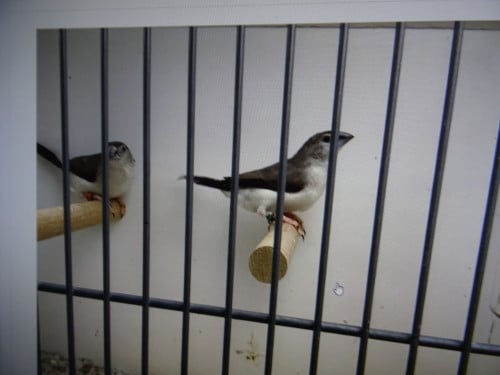 Te koop loodbekjes van dit jaar mooie levende vogeltjes p/st€5.00