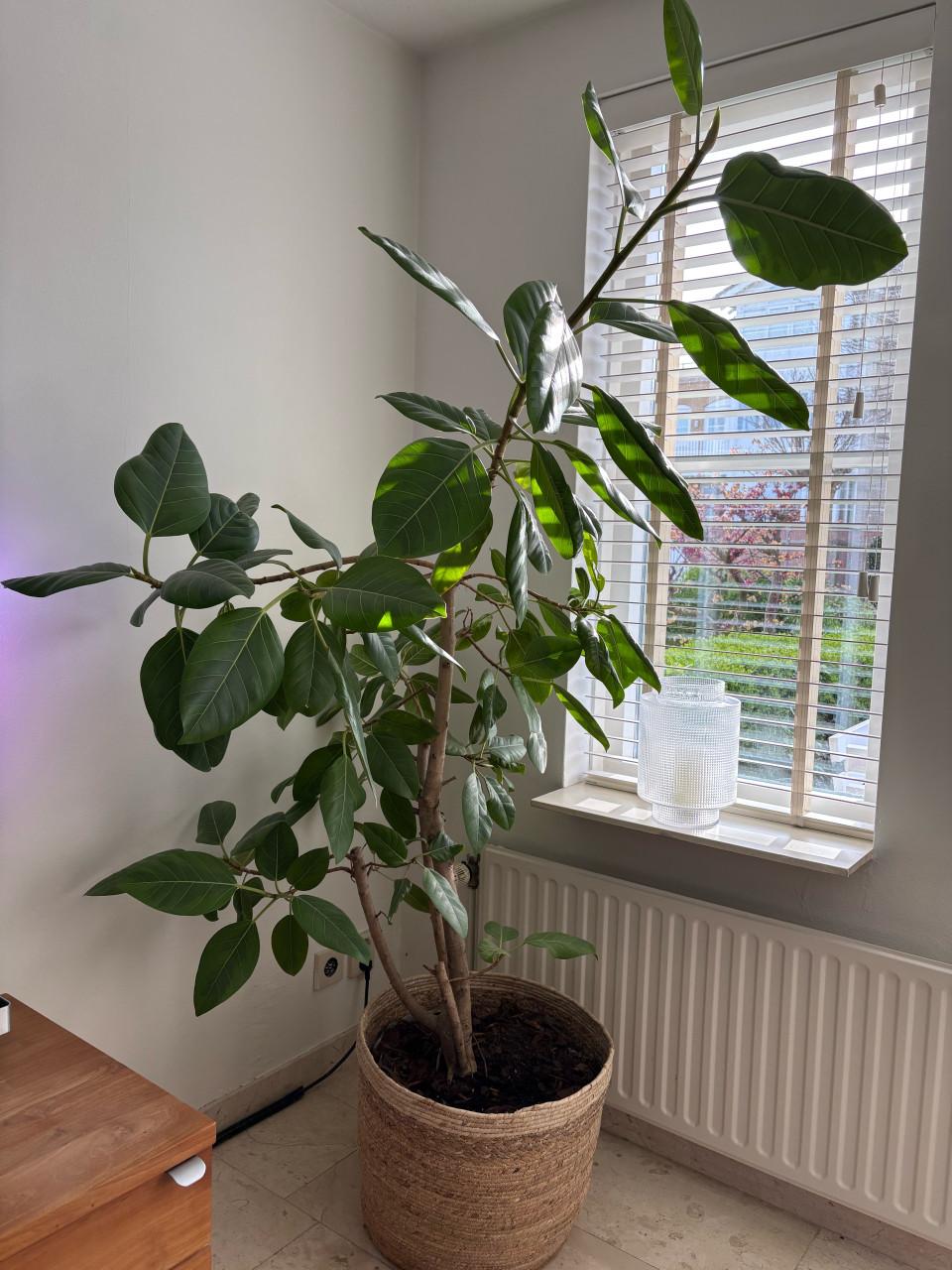 Grote plant inclusief rieten mand