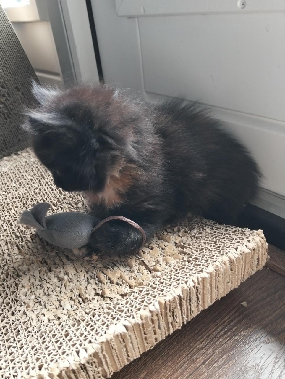 Kitten - vrouwtje