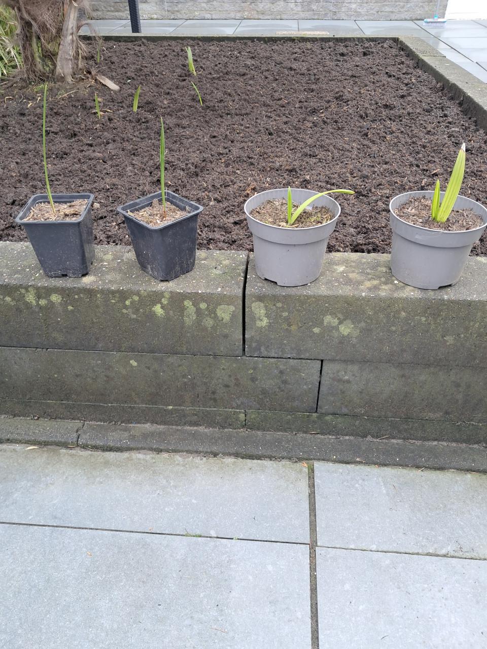 Zaailingen van palmboom