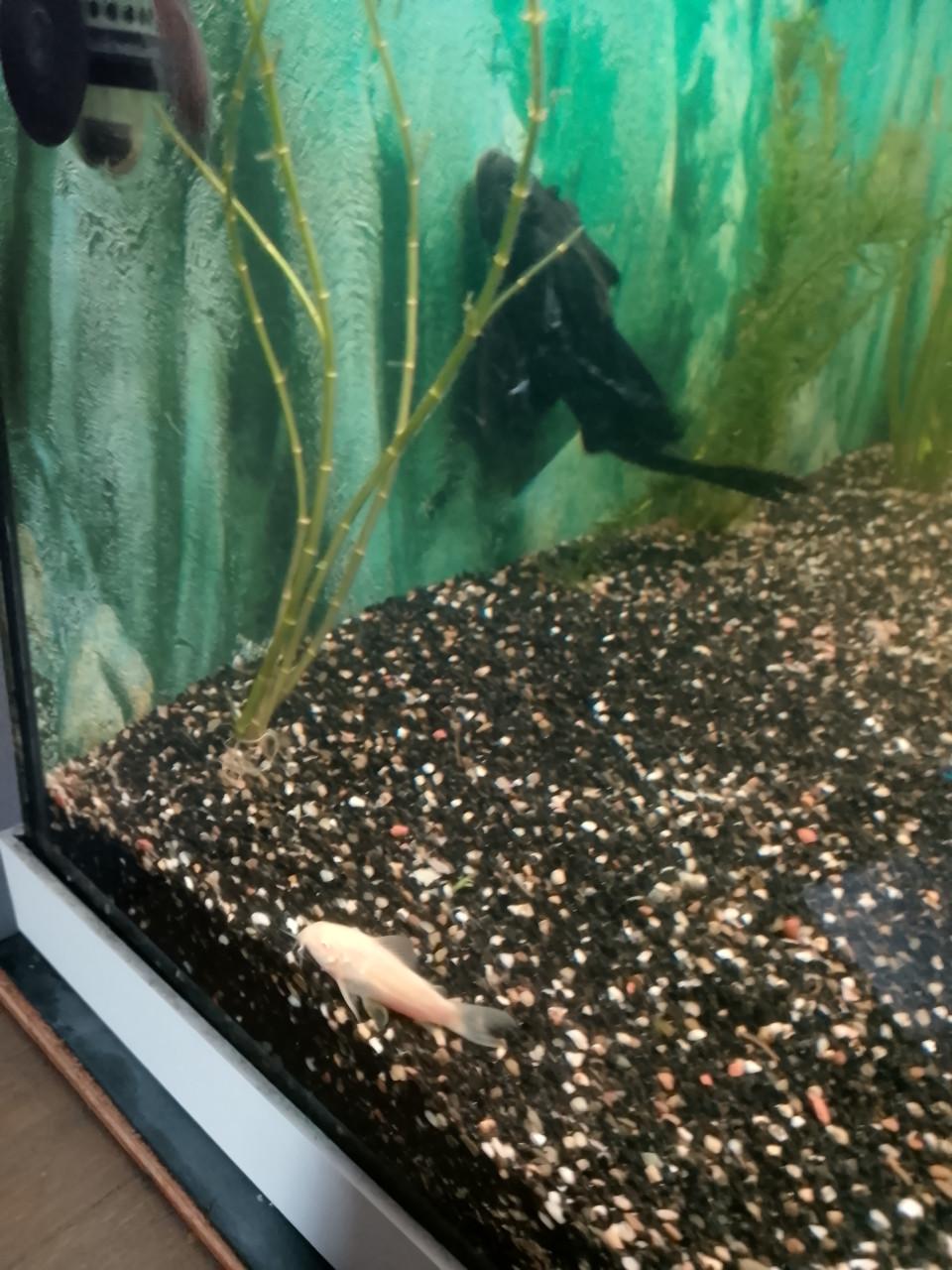 Gratis 2 Pleco aquarium vissen