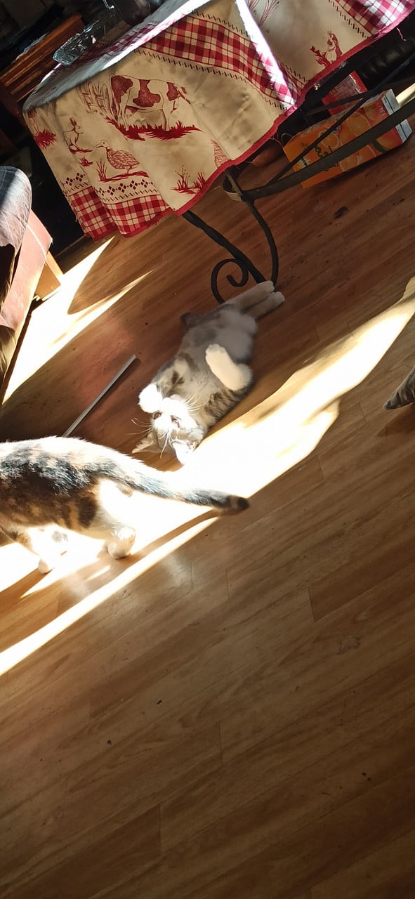 3 Kittens looking for a good home