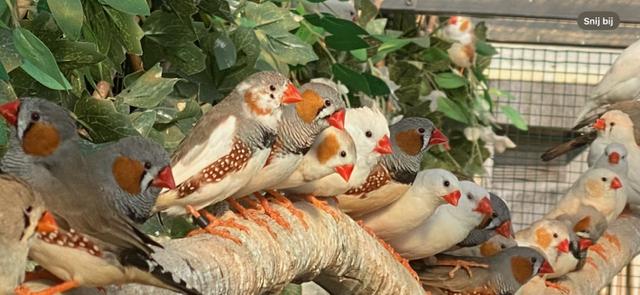 Mooi zebra vinkjes te koop broedrijp