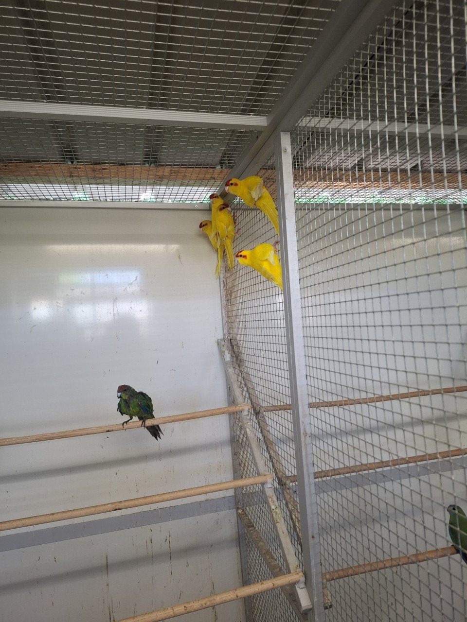 Kakariki's geel