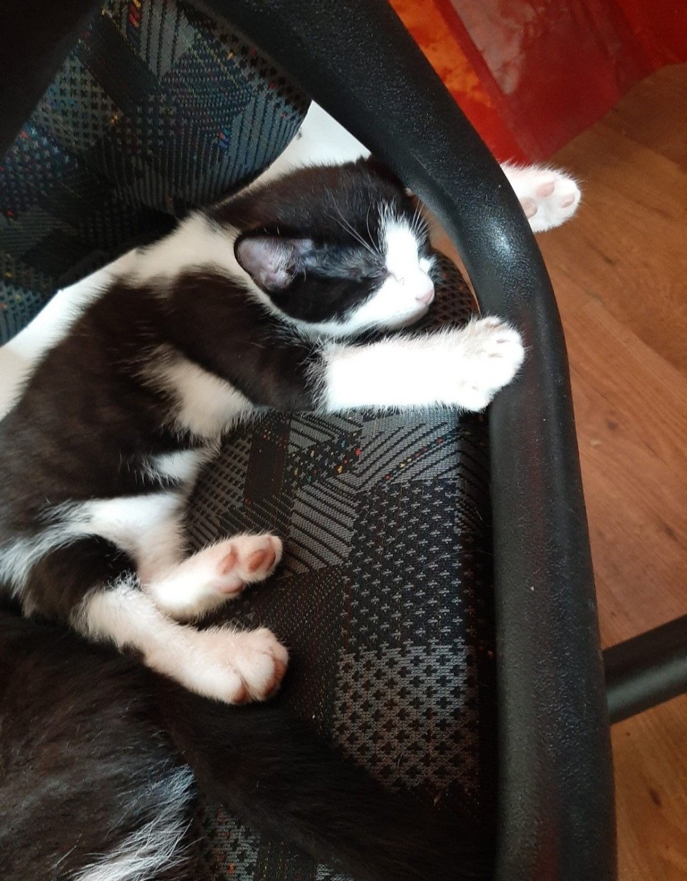 Kittens