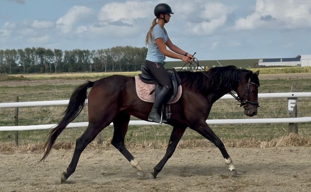 Lieve knappe kwpn'er