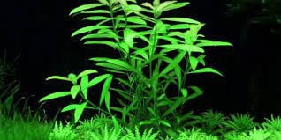 Aquariumplanten