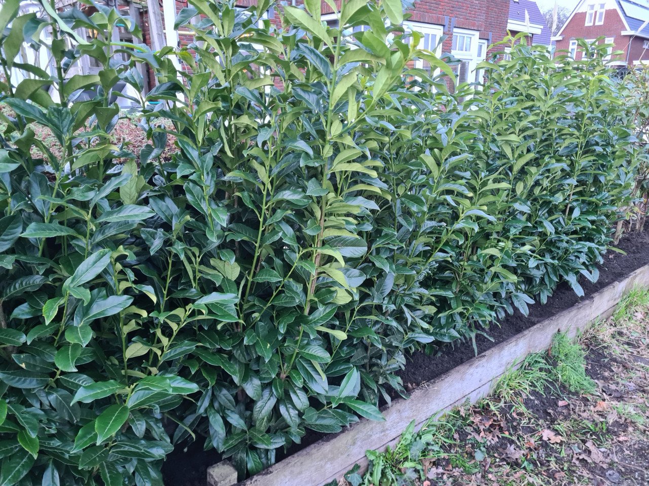 Prunus Genolia aanbieding 150-175 cm