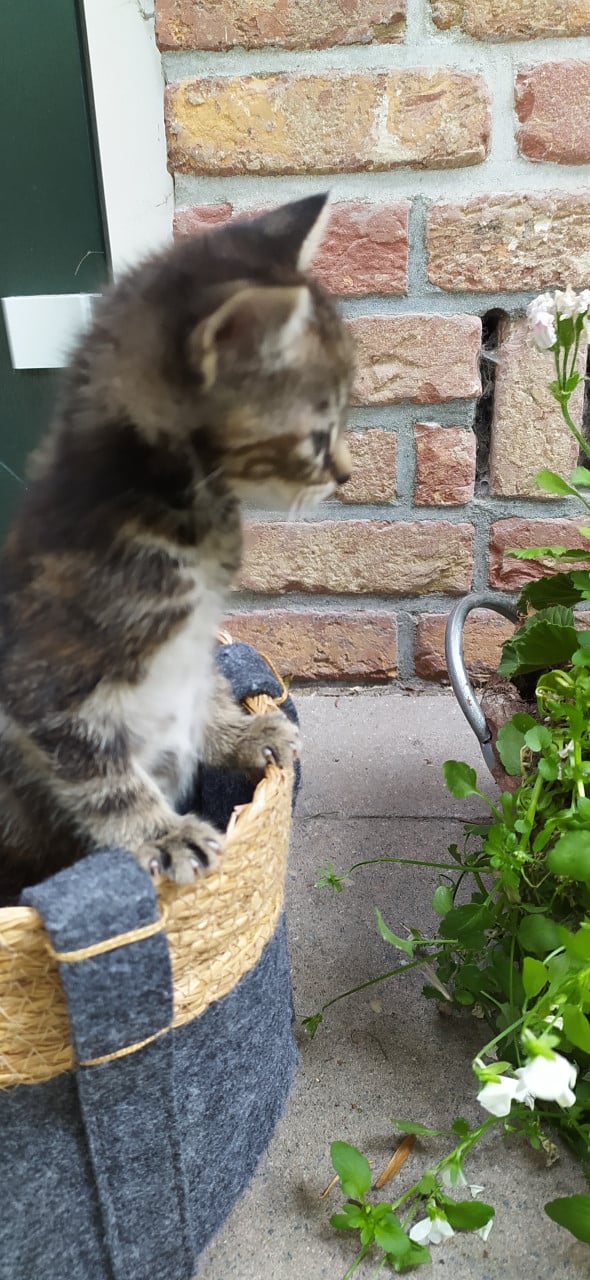 Schattige kittens