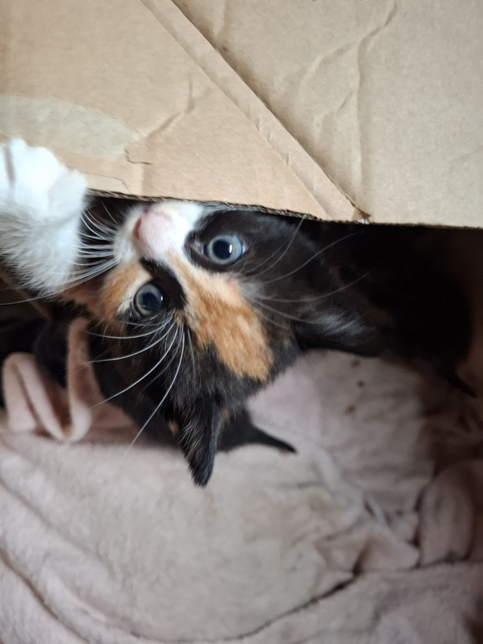 Kittens