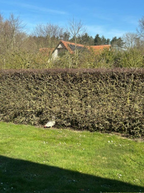 Jonge legkippen, erg knuffelbaar