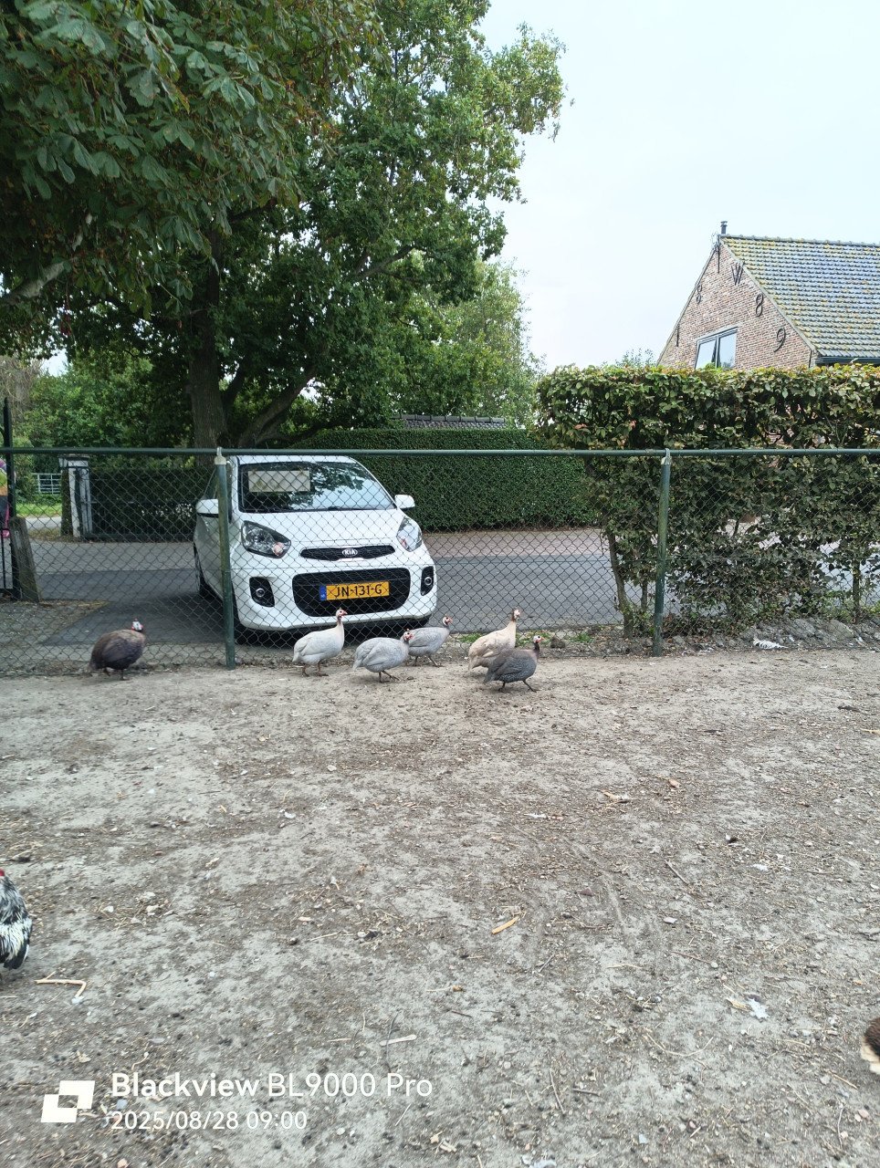 Parelhoen te koop