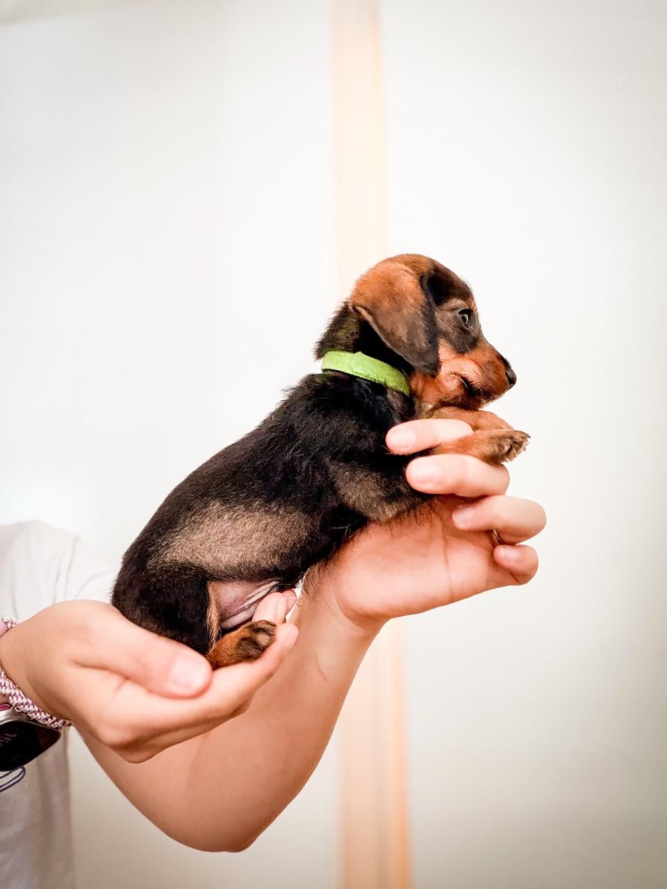 Laatste kaninchen Teckel pups