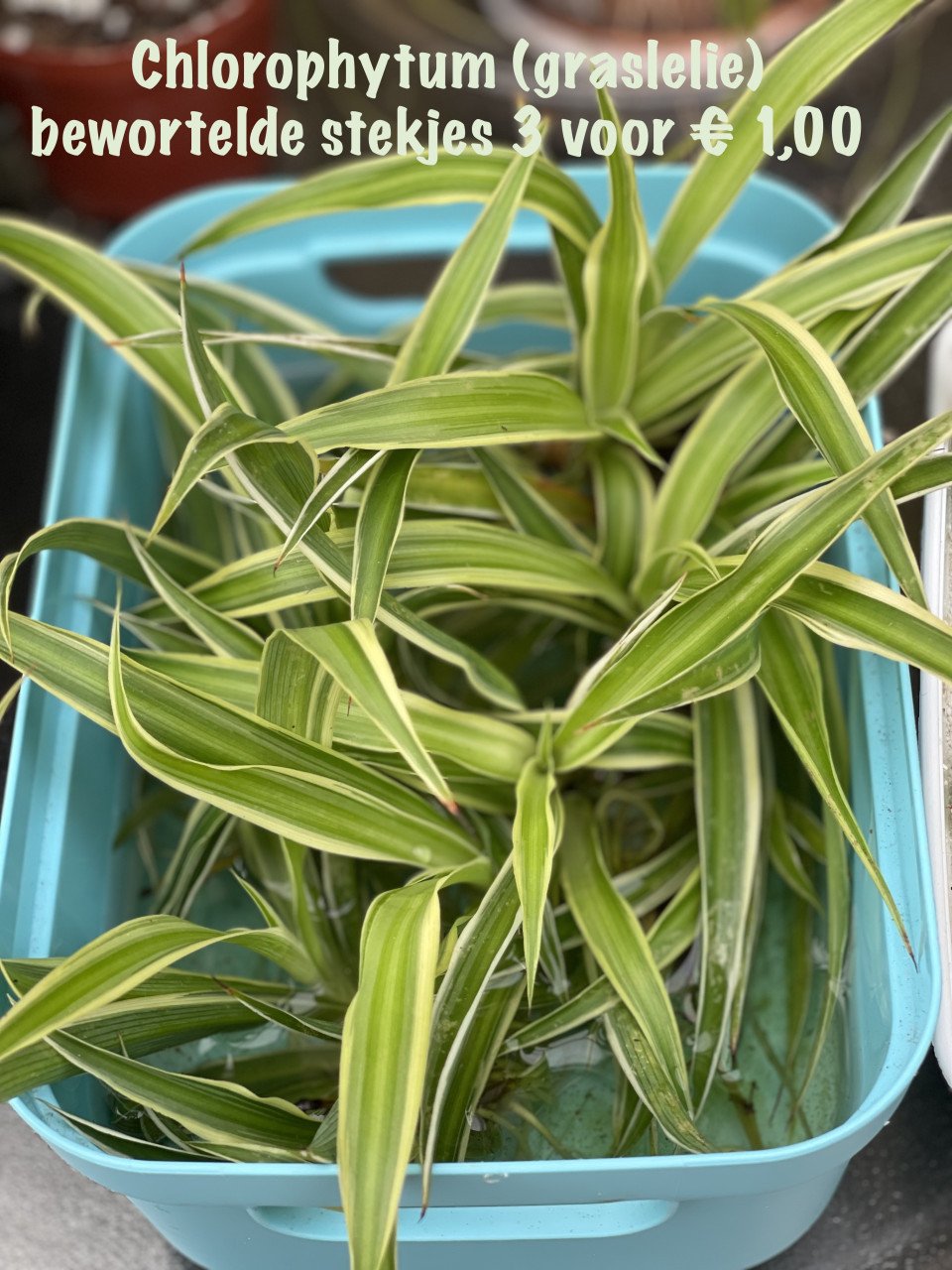 Planten
