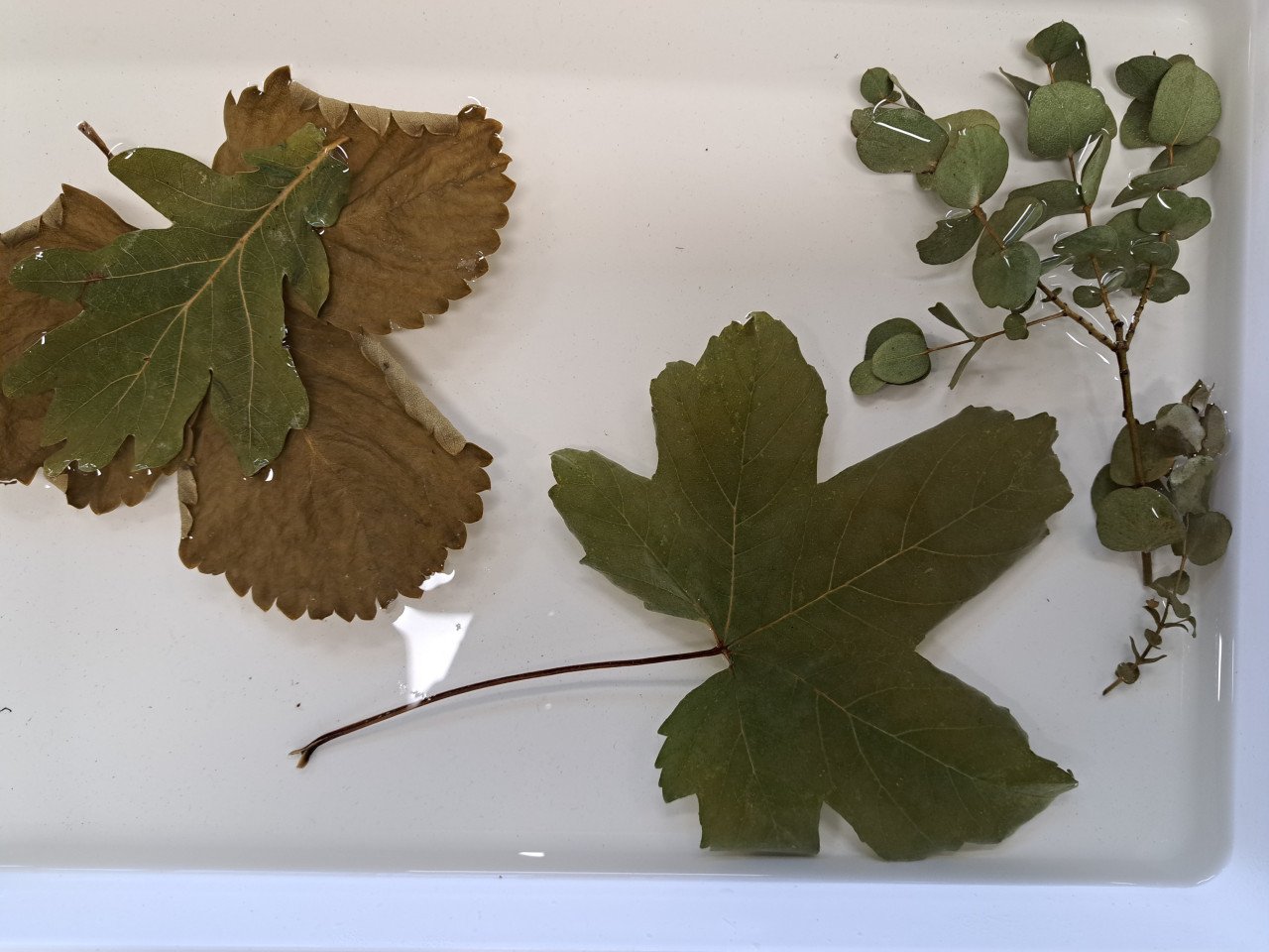Workshop Ecoprinten 28 oktober 11.00-15.00 uur