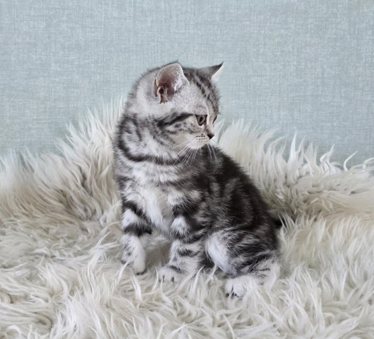 Britse korthaar black silver tabby blotched poesje