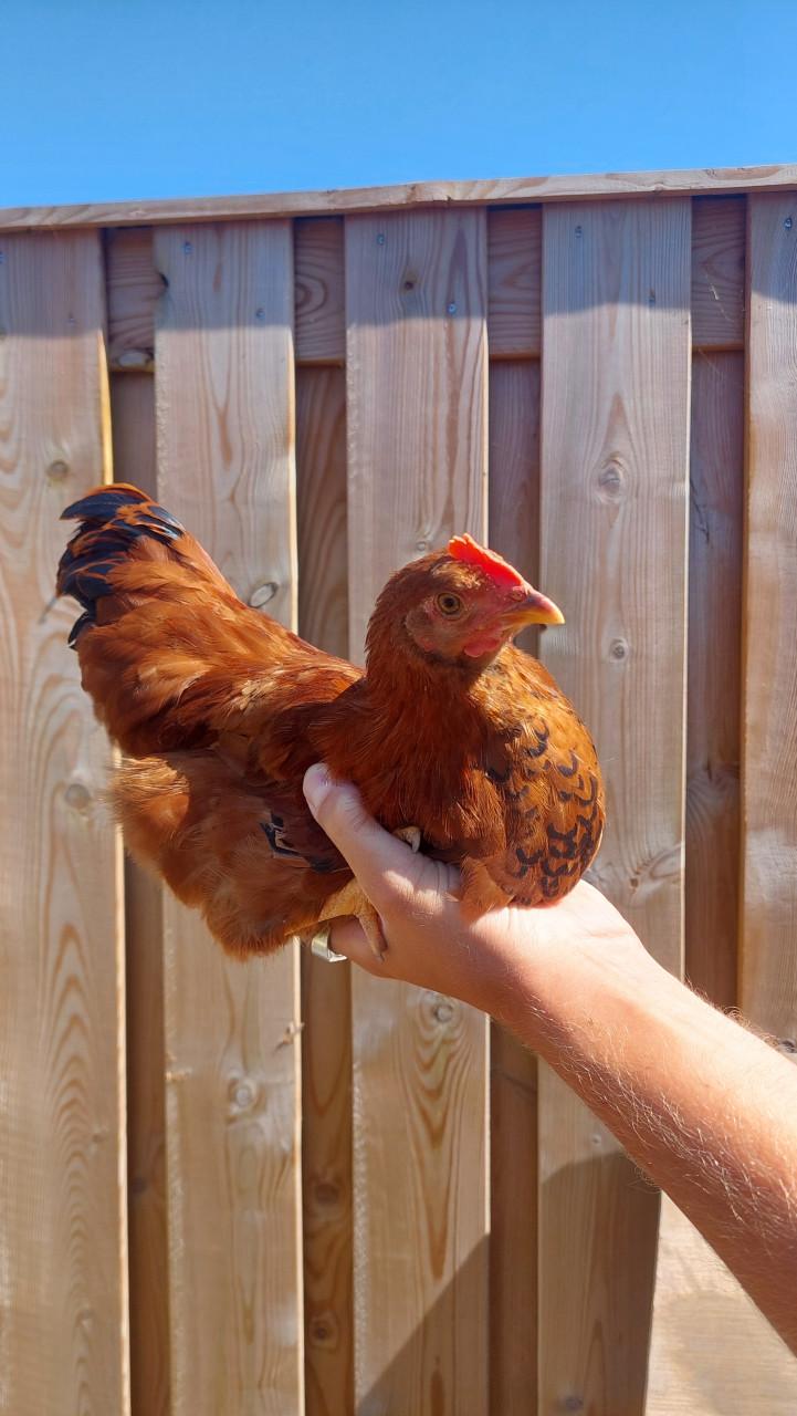 1 hen en 4 hanen zoeken een huisje!
